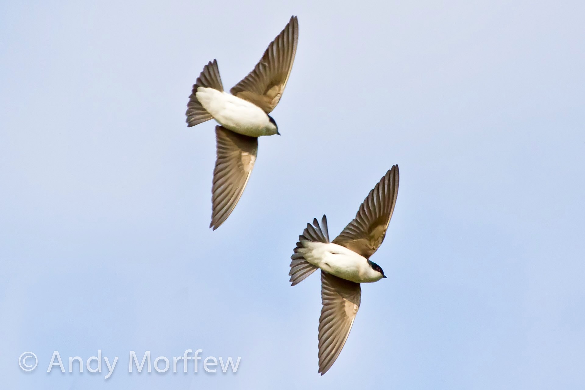 Two Swallows don't make Summer by Andy Morffew is liensed under CC BY 2.0.